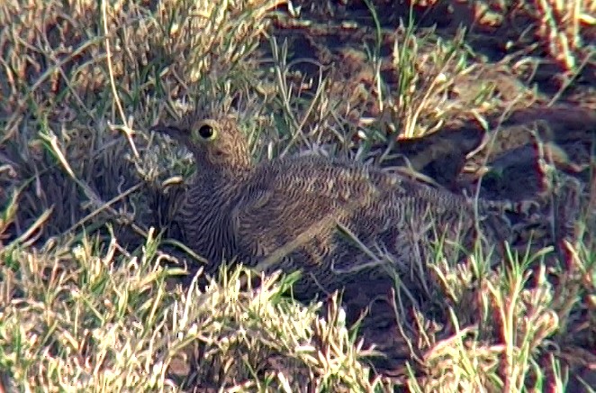 Lichtenstein's Sandgrouse (Lichtenstein's) - ML328945451