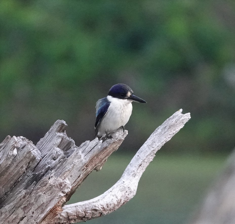 Forest Kingfisher - Frank Burch
