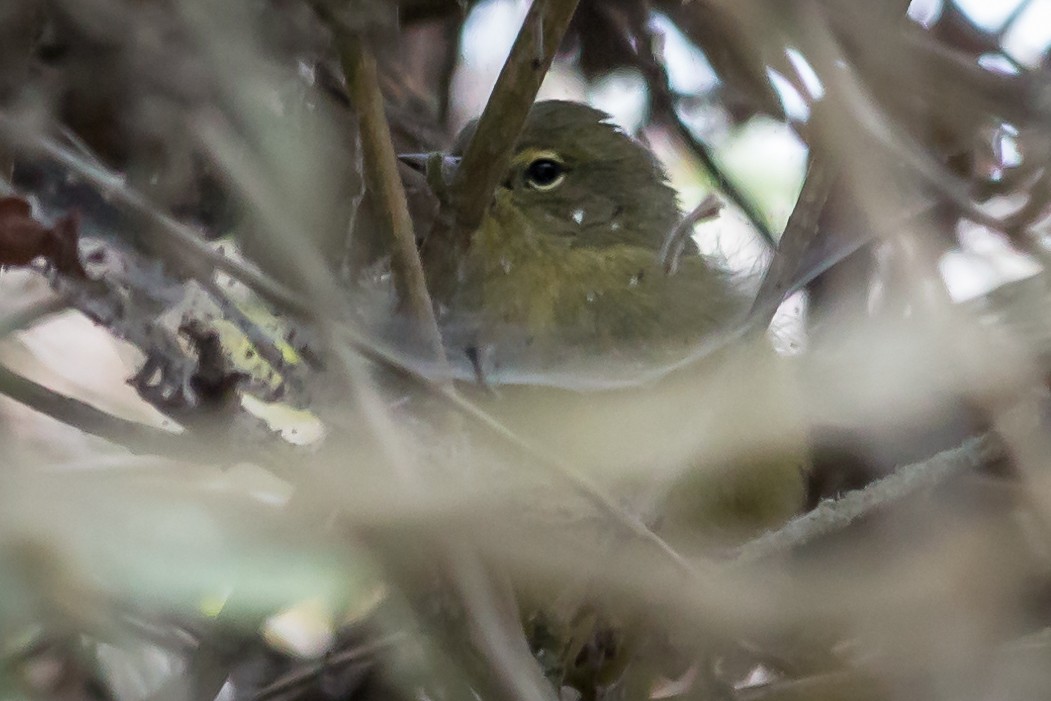 lesňáček hvězdičkový (ssp. lutescens) - ML32894951