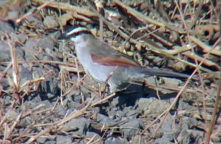 Black-crowned Tchagra (Black-crowned) - ML328950621