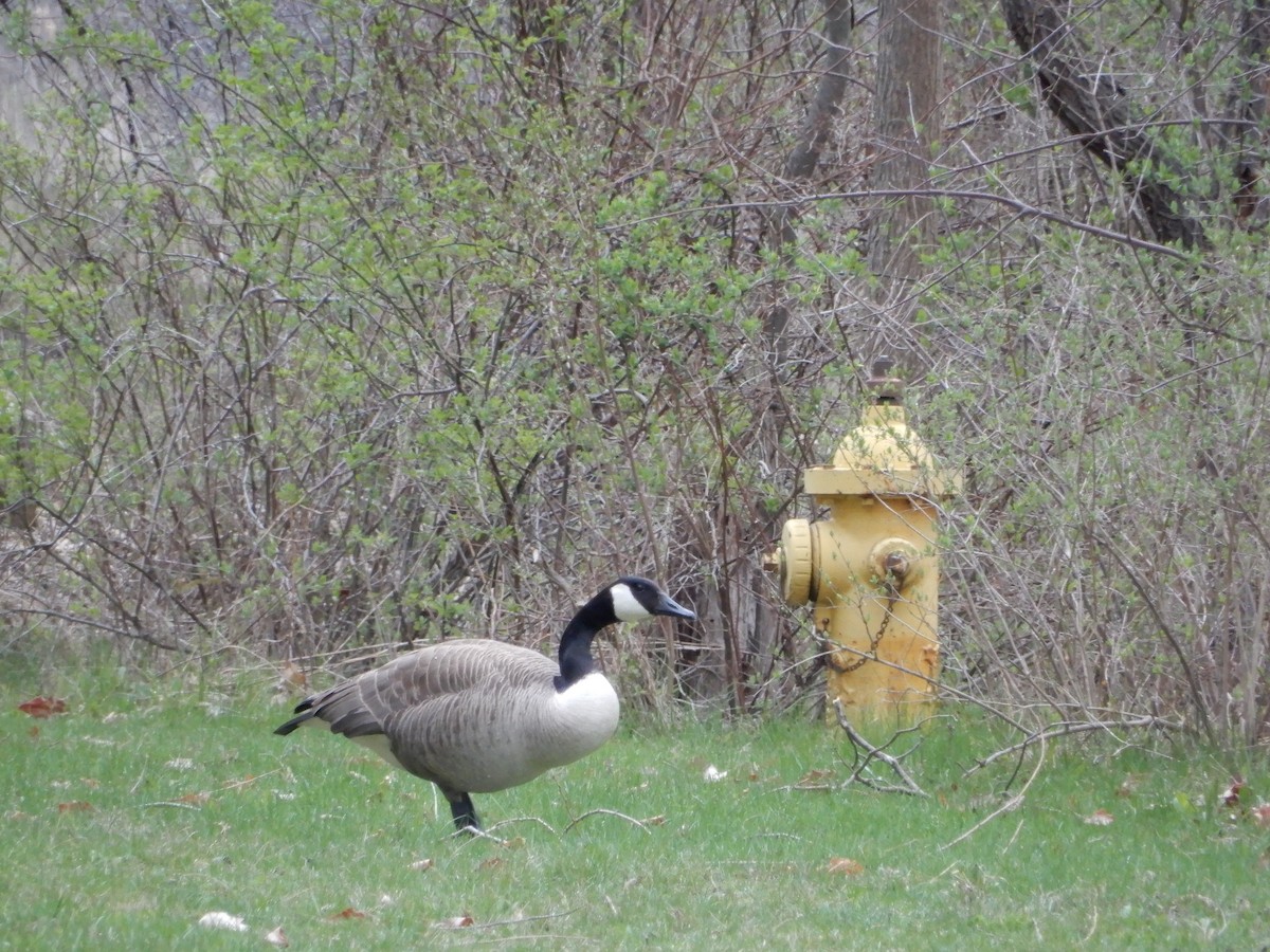 Canada Goose - ML328951171