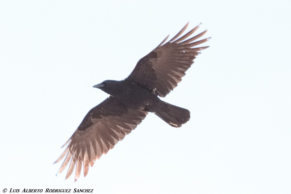 Carrion Crow - ML328951201