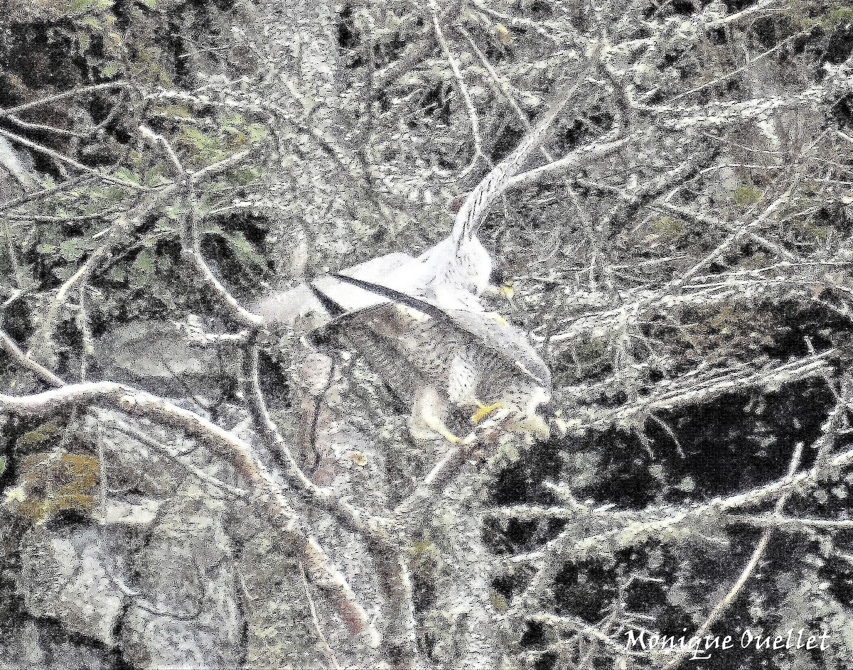 Peregrine Falcon - ML328951491