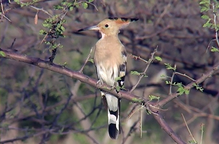 Eurasian Hoopoe (Central African) - Josep del Hoyo