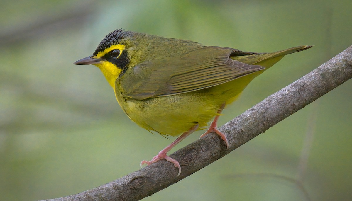 Kentucky Warbler - ML328954531