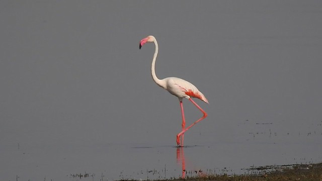 Greater Flamingo - ML328954751