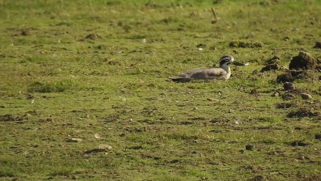 Great Thick-knee - ML328955051