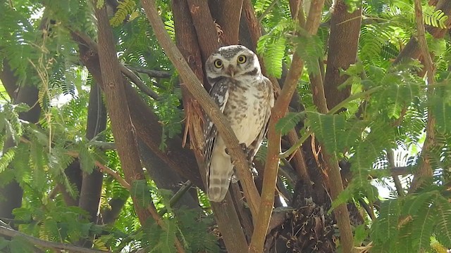 Spotted Owlet - ML328955671