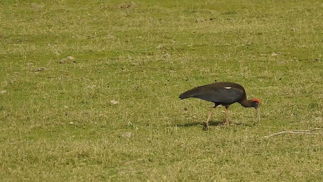 Red-naped Ibis - ML328955721