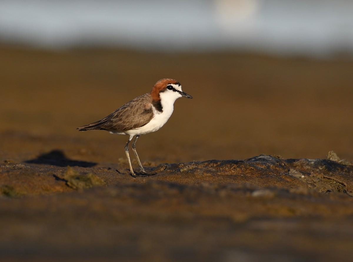 Red-capped Plover - Michael Daley