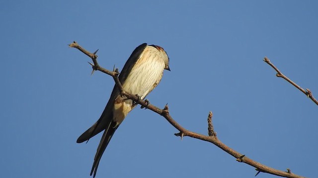 Red-rumped Swallow - ML328955801