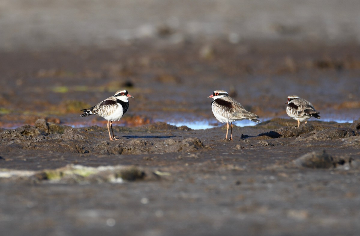 Black-fronted Dotterel - ML328955841