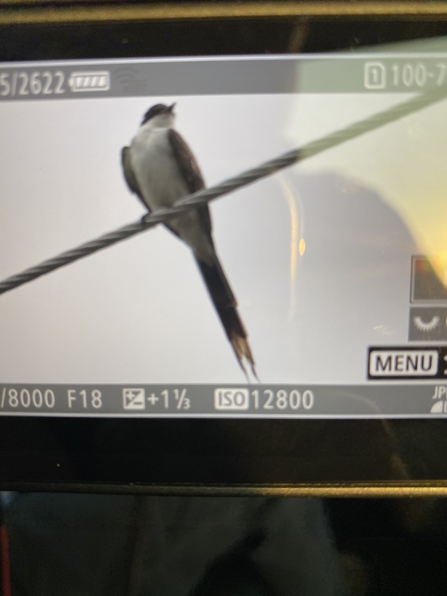 Fork-tailed Flycatcher - ML328955931