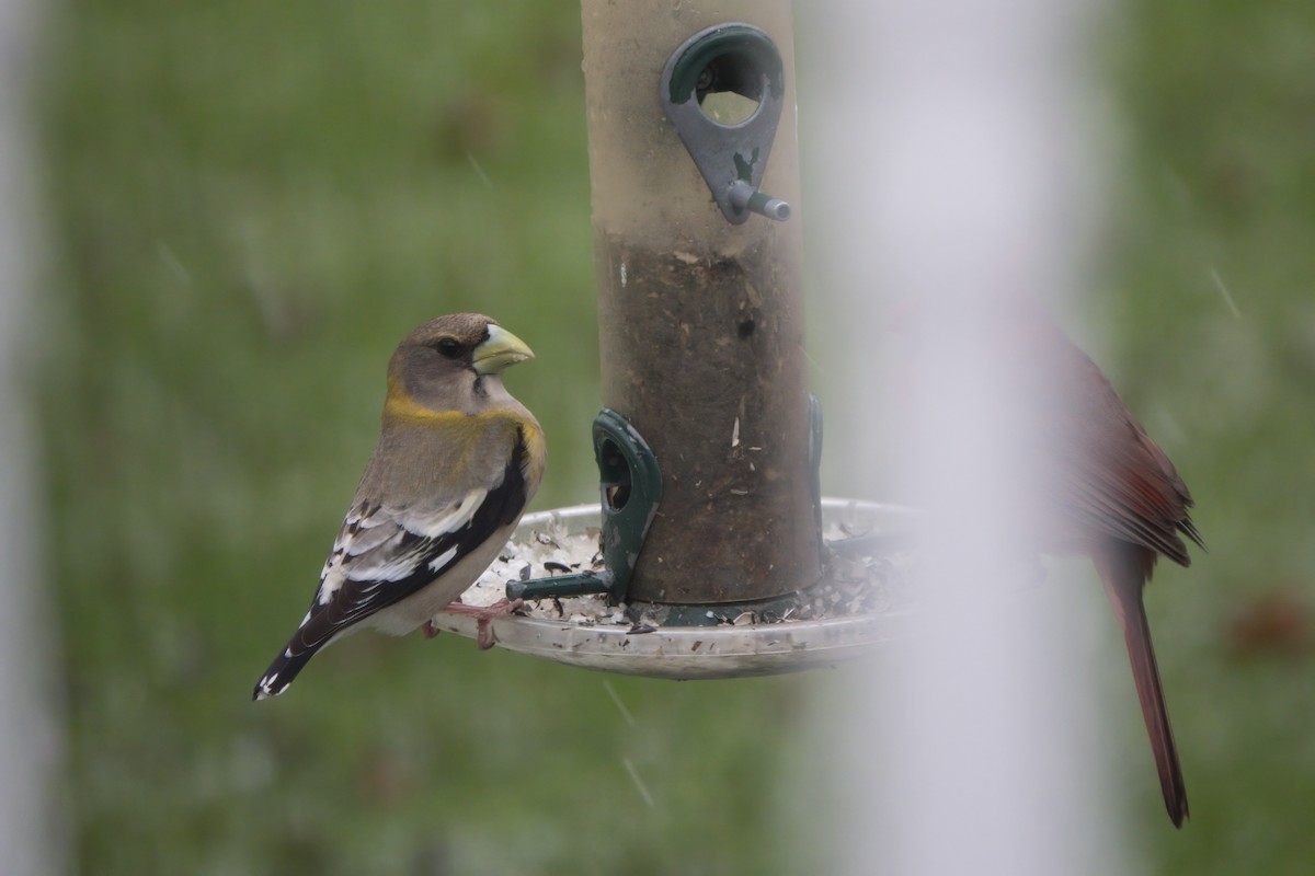 dlask žlutočelý - ML328956731