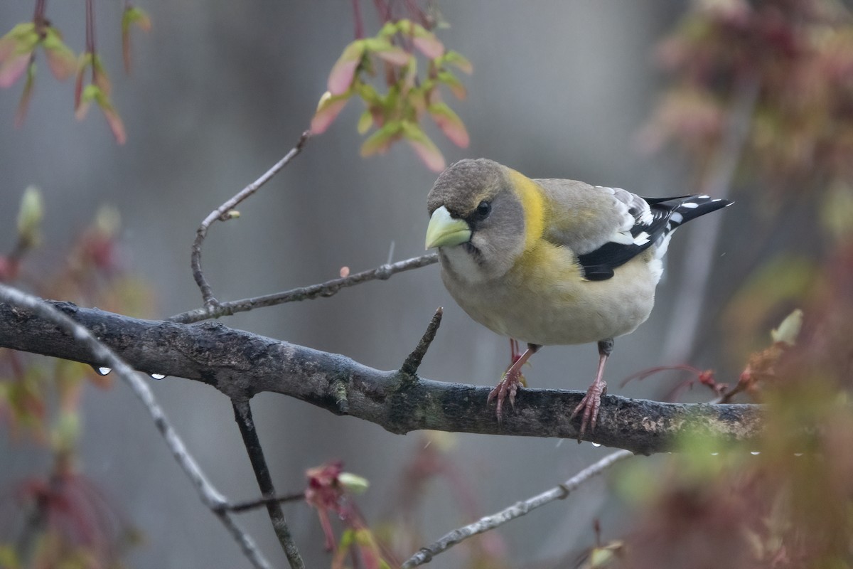 dlask žlutočelý - ML328956741