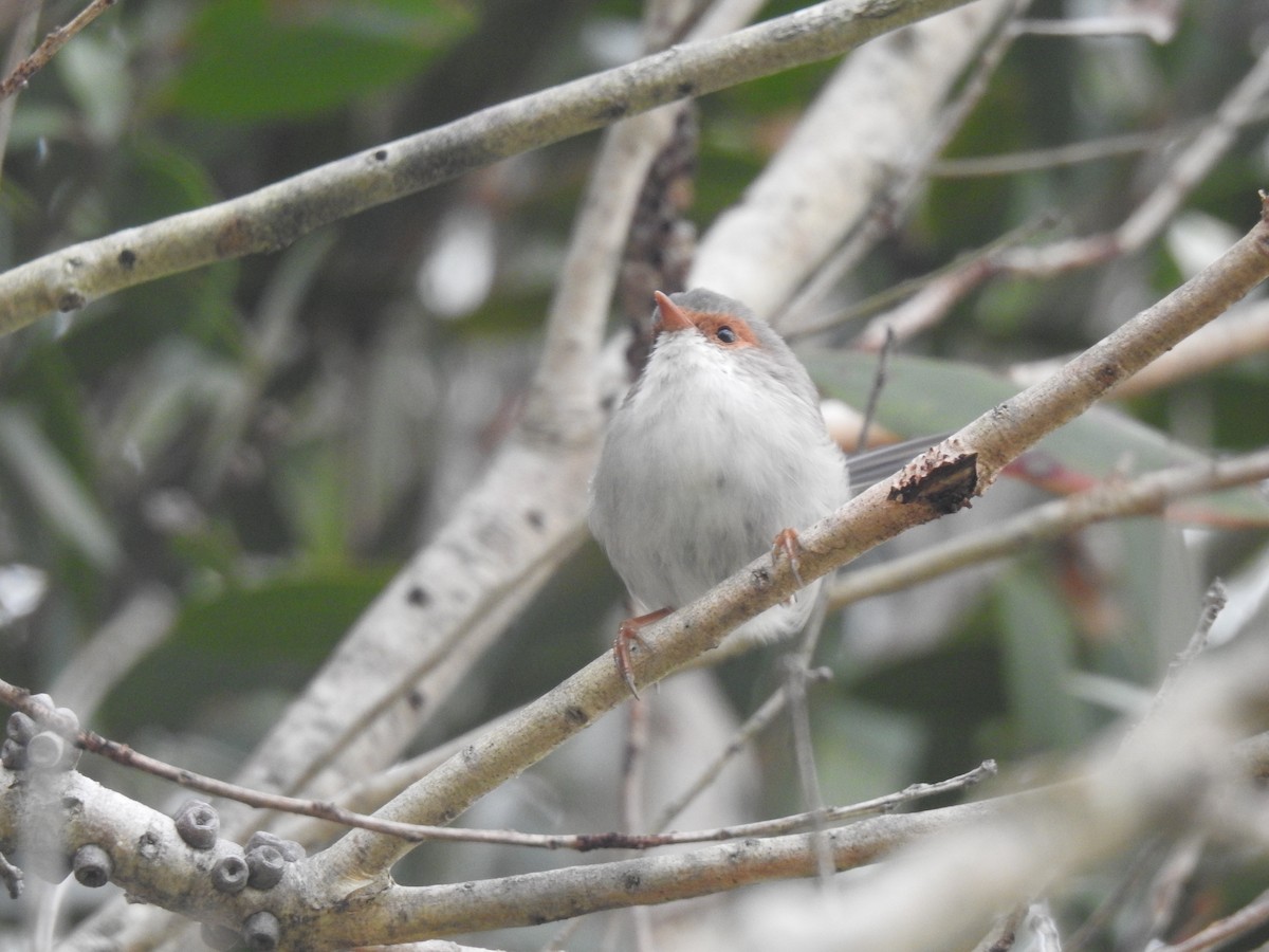 Superb Fairywren - ML328956781