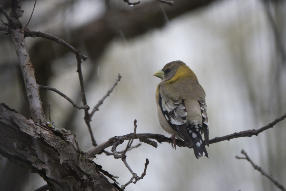 dlask žlutočelý - ML328957071