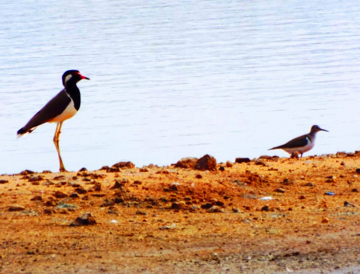 Red-wattled Lapwing - ML328957371