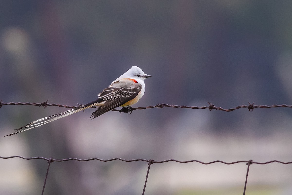 Scissor-tailed Flycatcher - ML32896071