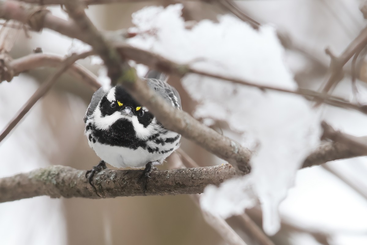 Black-throated Gray Warbler - Tony Dvorak