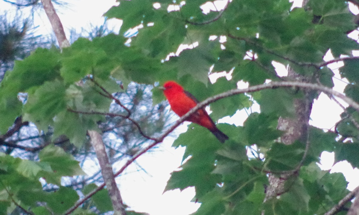 Scarlet Tanager - ML328963221