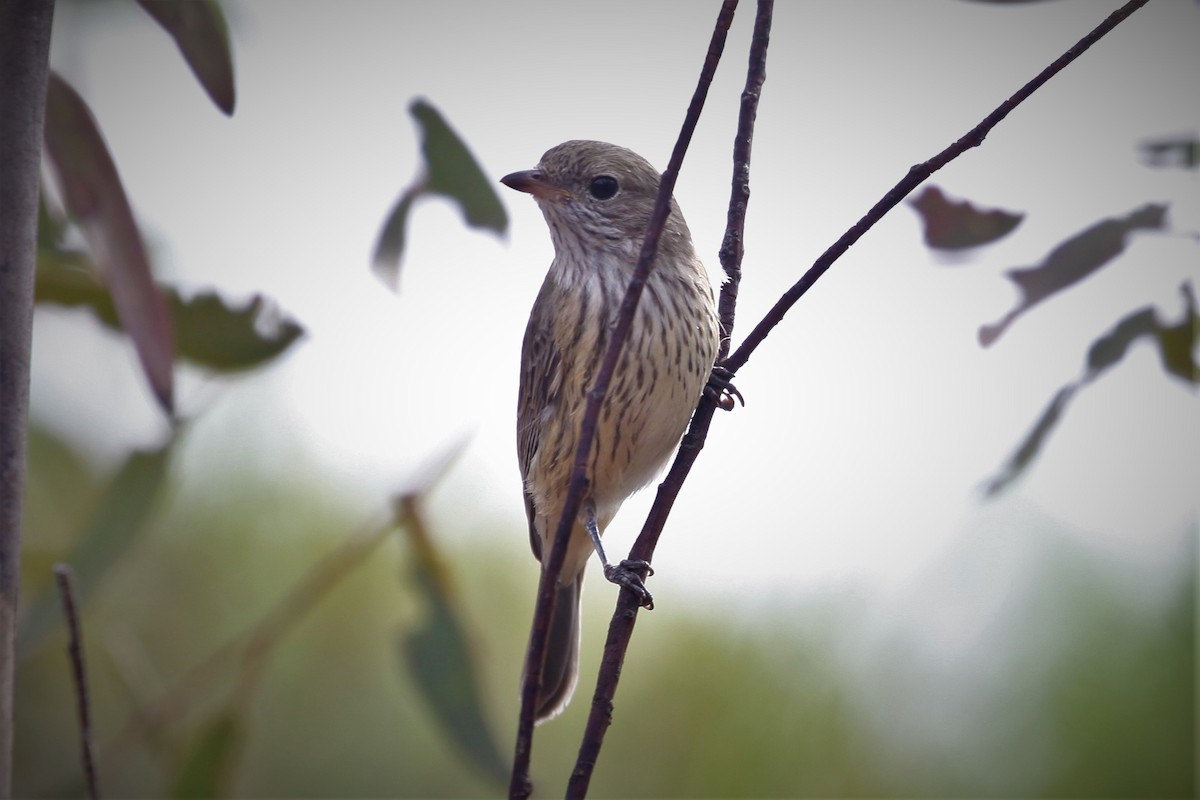 Rufous Whistler - ML328965161