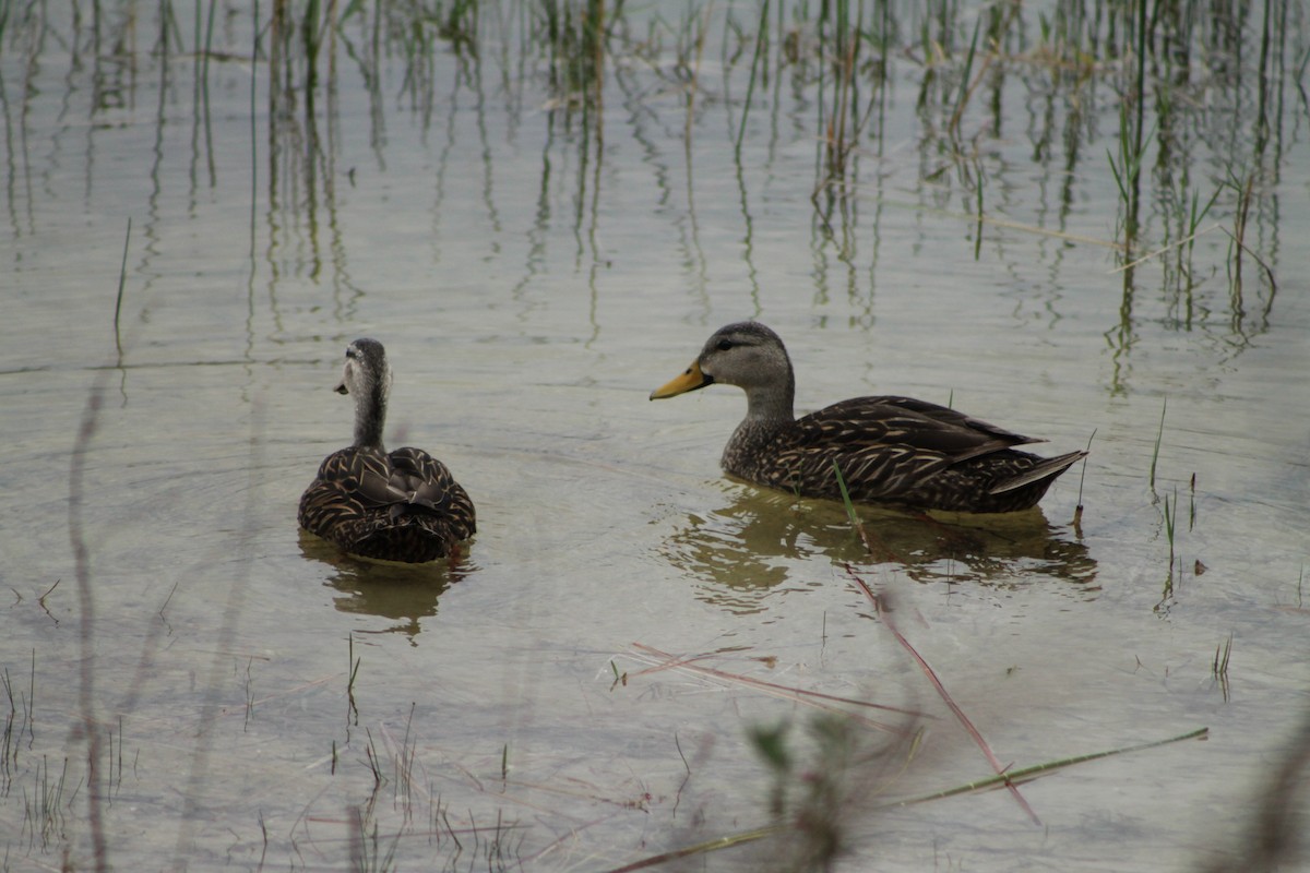 Mottled Duck - ML328966261