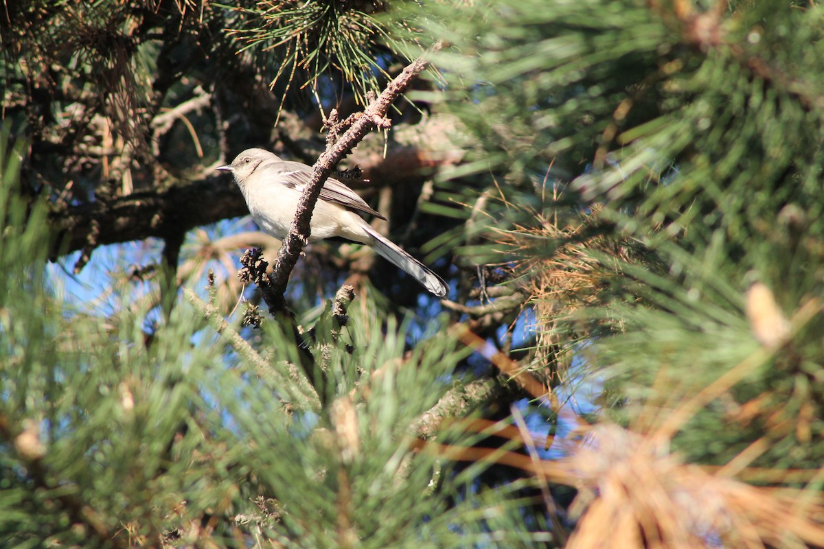 Northern Mockingbird - ML328967521