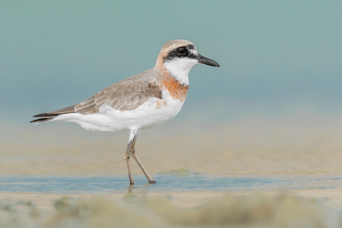 Greater Sand-Plover - Natthaphat Chotjuckdikul