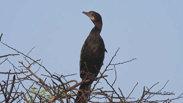 Little Cormorant - ML328968031