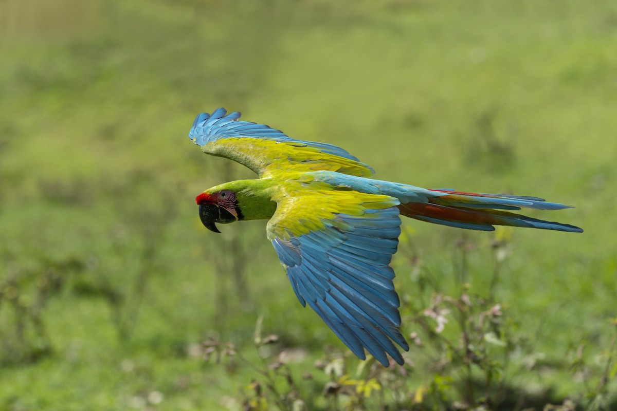 Great Green Macaw - Mario Vigo