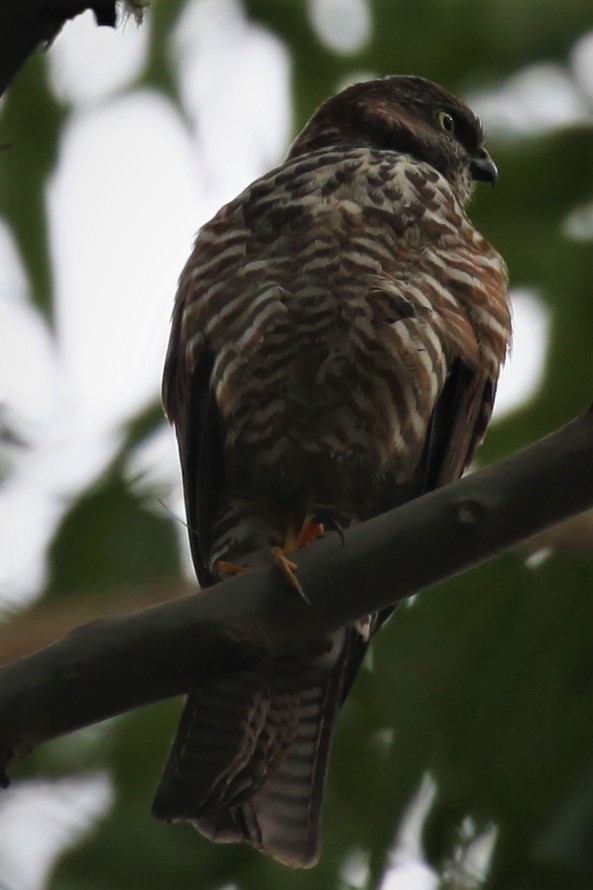 Collared Sparrowhawk - ML328970091