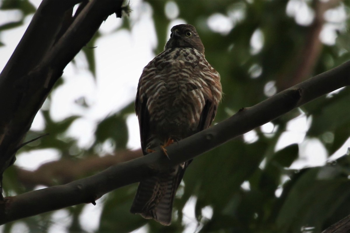 Collared Sparrowhawk - ML328970101