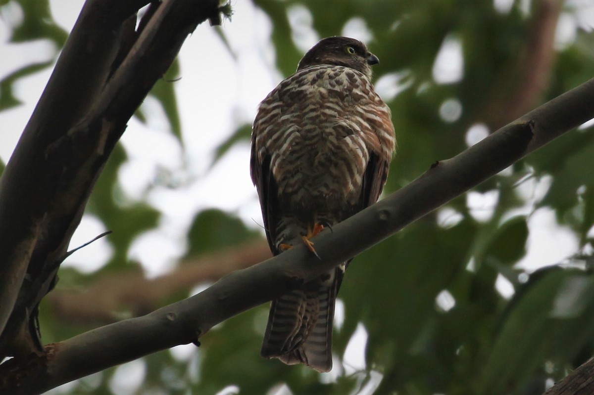 Collared Sparrowhawk - ML328970111