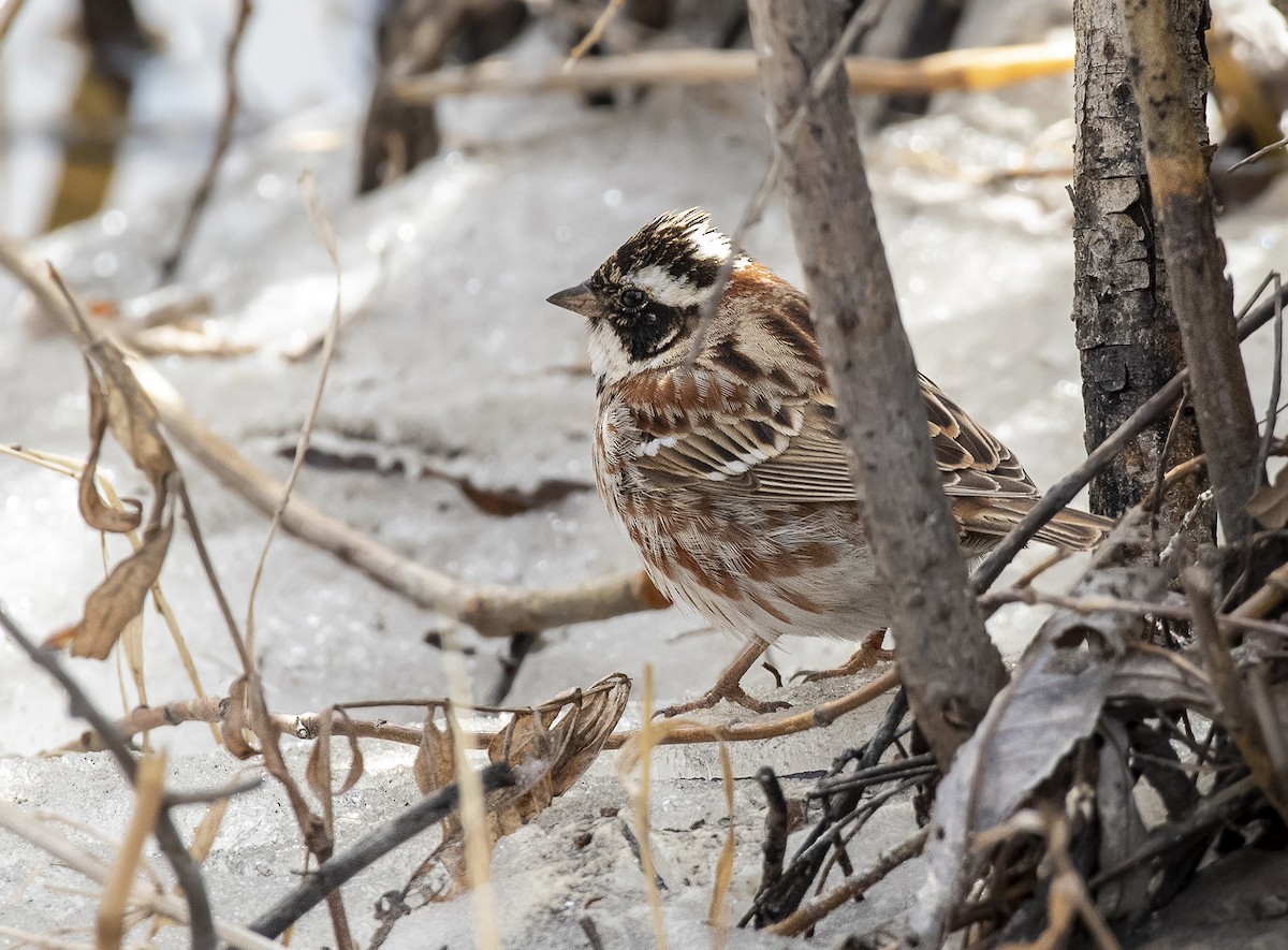 Rustic Bunting - Григорий Хасанов