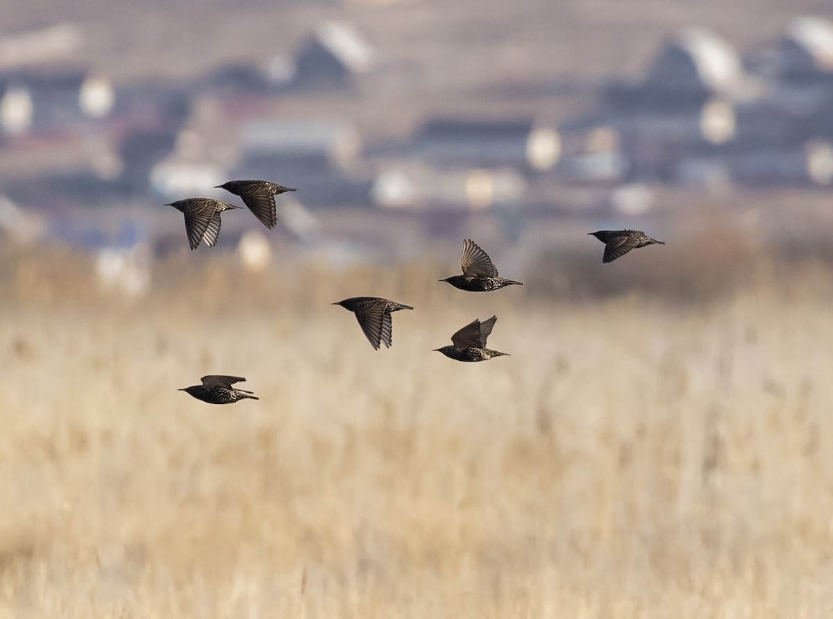 European Starling - ML328973141