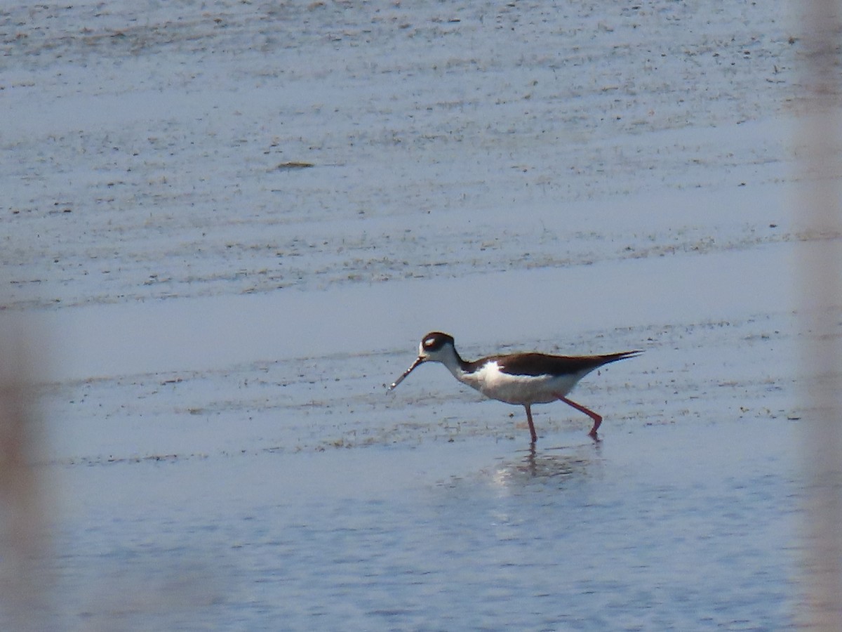 Black-necked Stilt - ML328973281