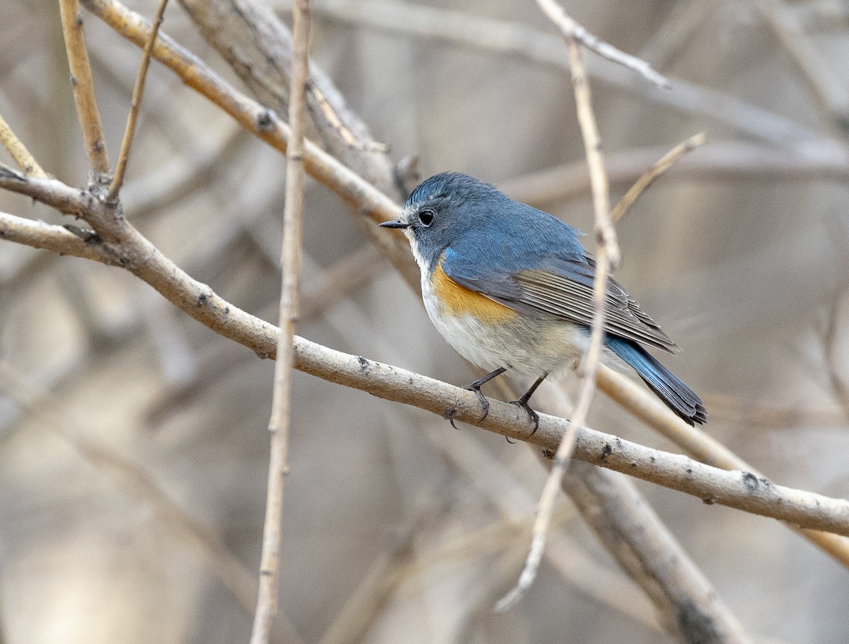 Robin à flancs roux - ML328973901