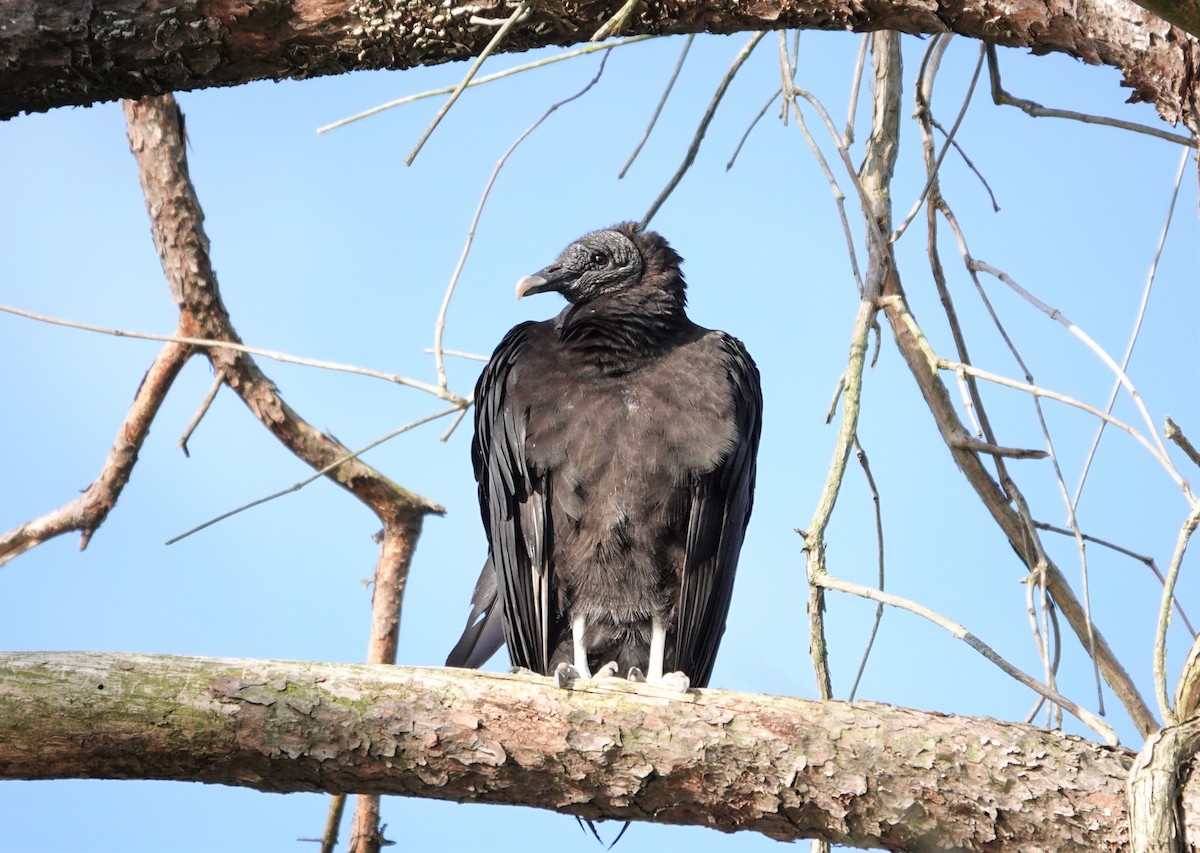 Black Vulture - ML328974161