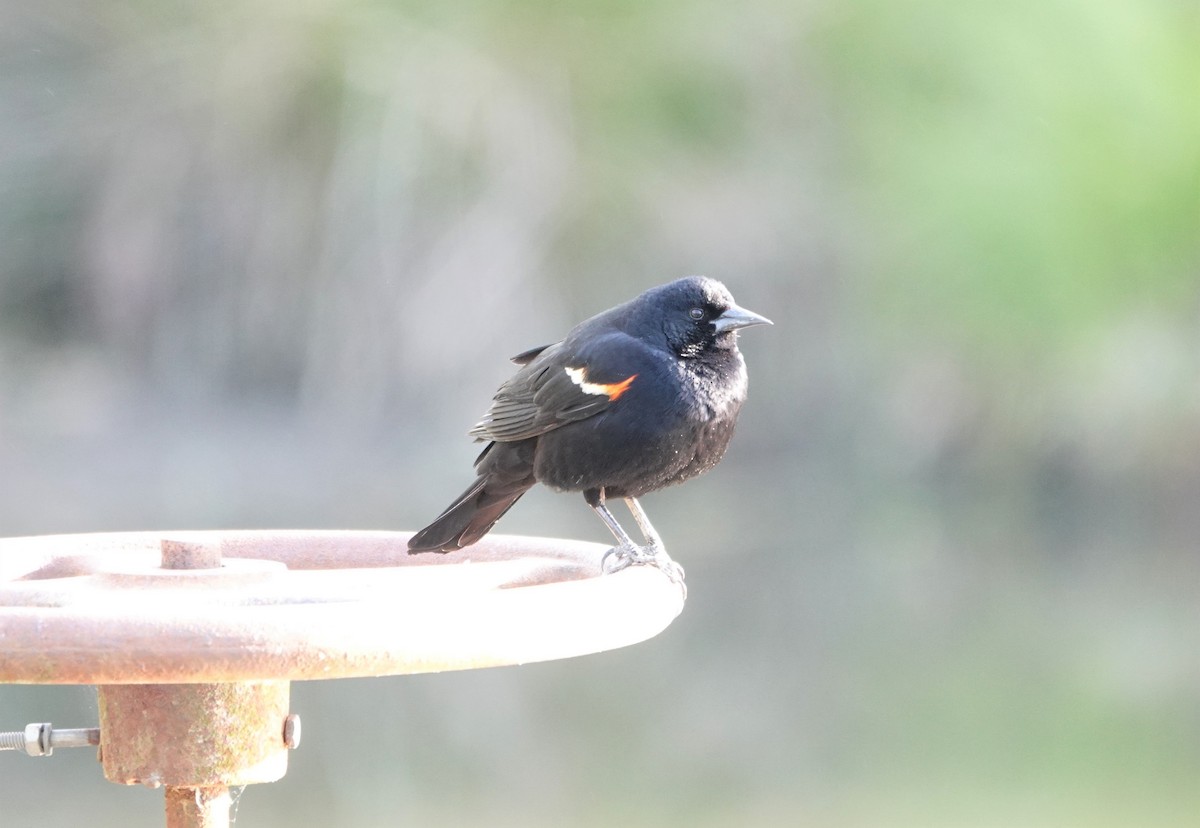 Red-winged Blackbird - ML328974341