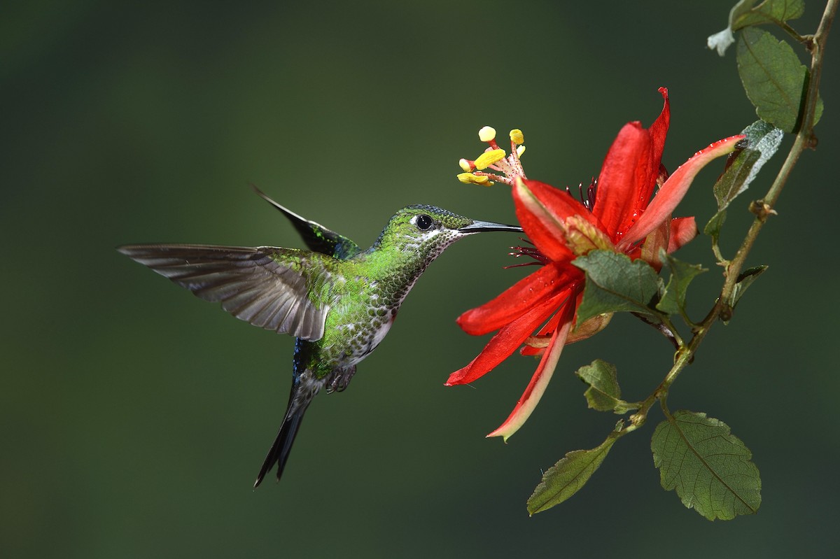 Green-crowned Brilliant - Mario Vigo