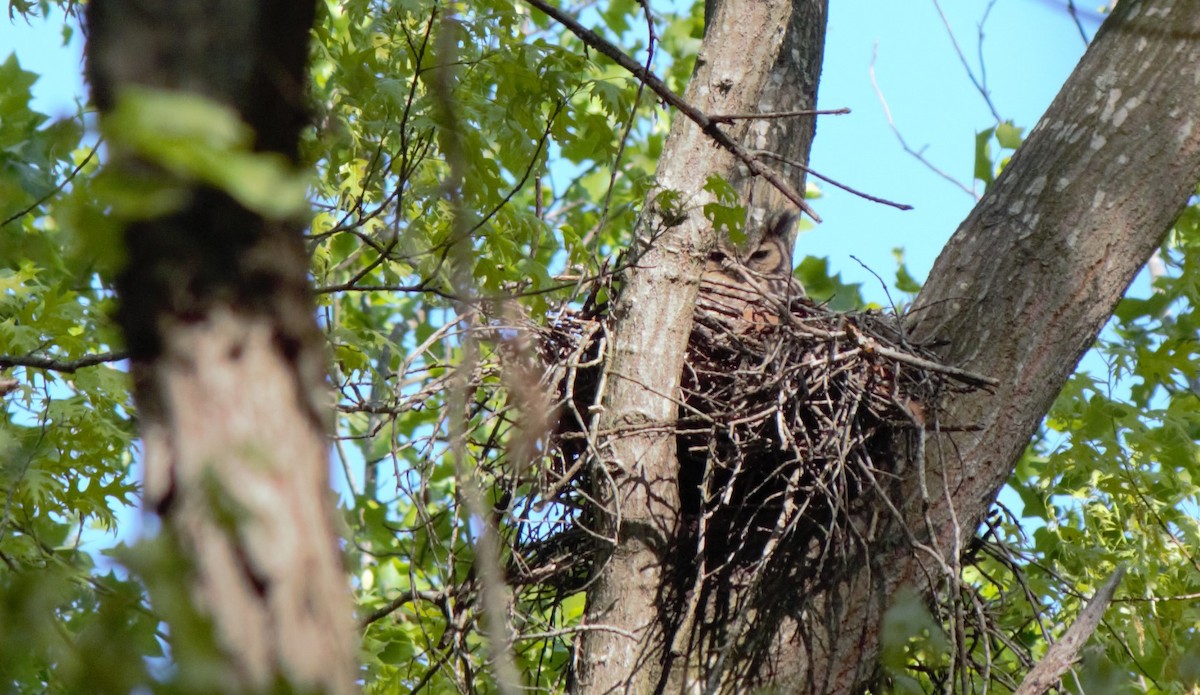 Great Horned Owl - ML328975001