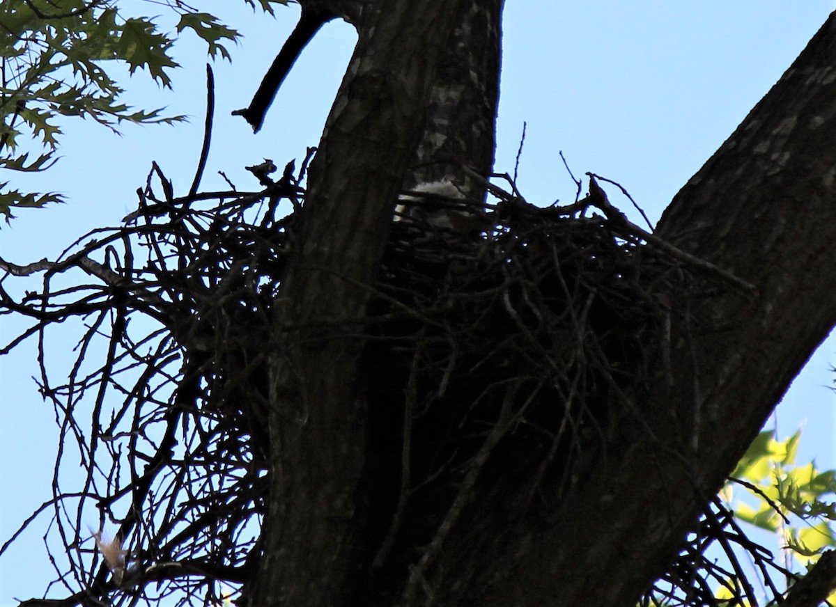 Great Horned Owl - ML328975061