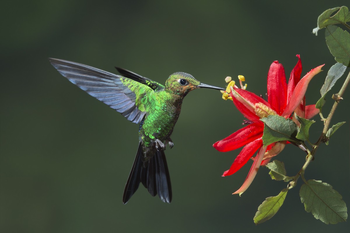 Green-crowned Brilliant - Mario Vigo