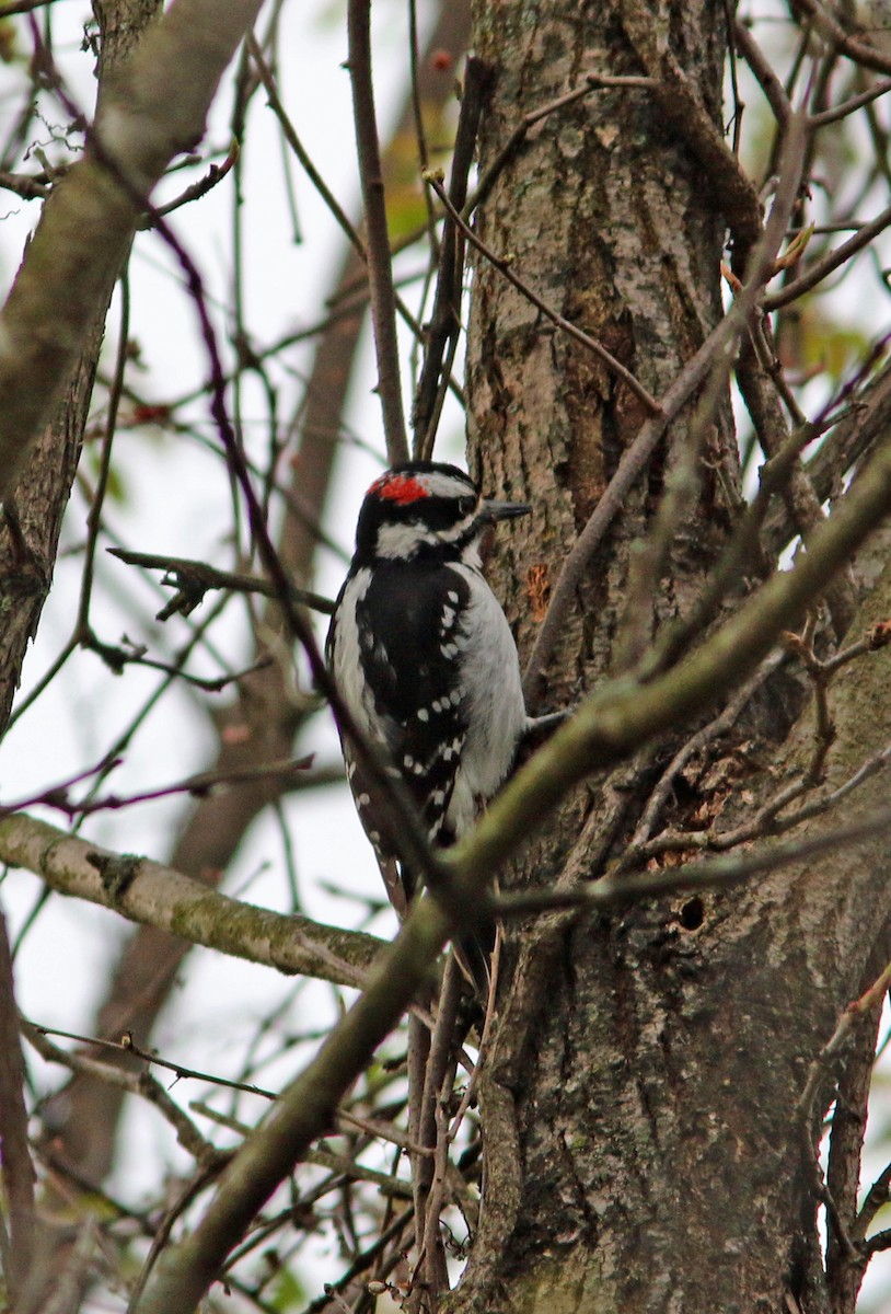 Hairy Woodpecker - ML328975871