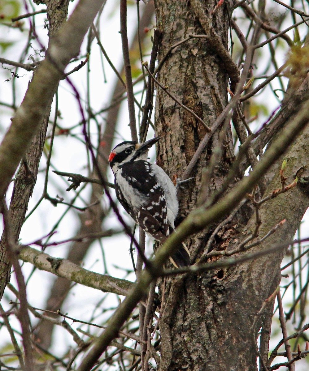 Hairy Woodpecker - ML328975891