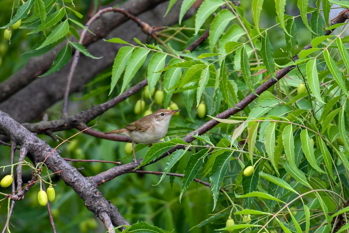 Blyth's Reed Warbler - ML328976611