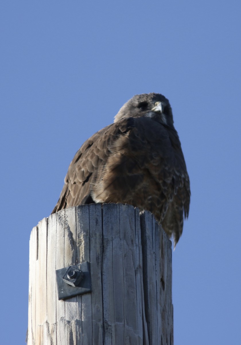 Swainson's Hawk - ML328977501