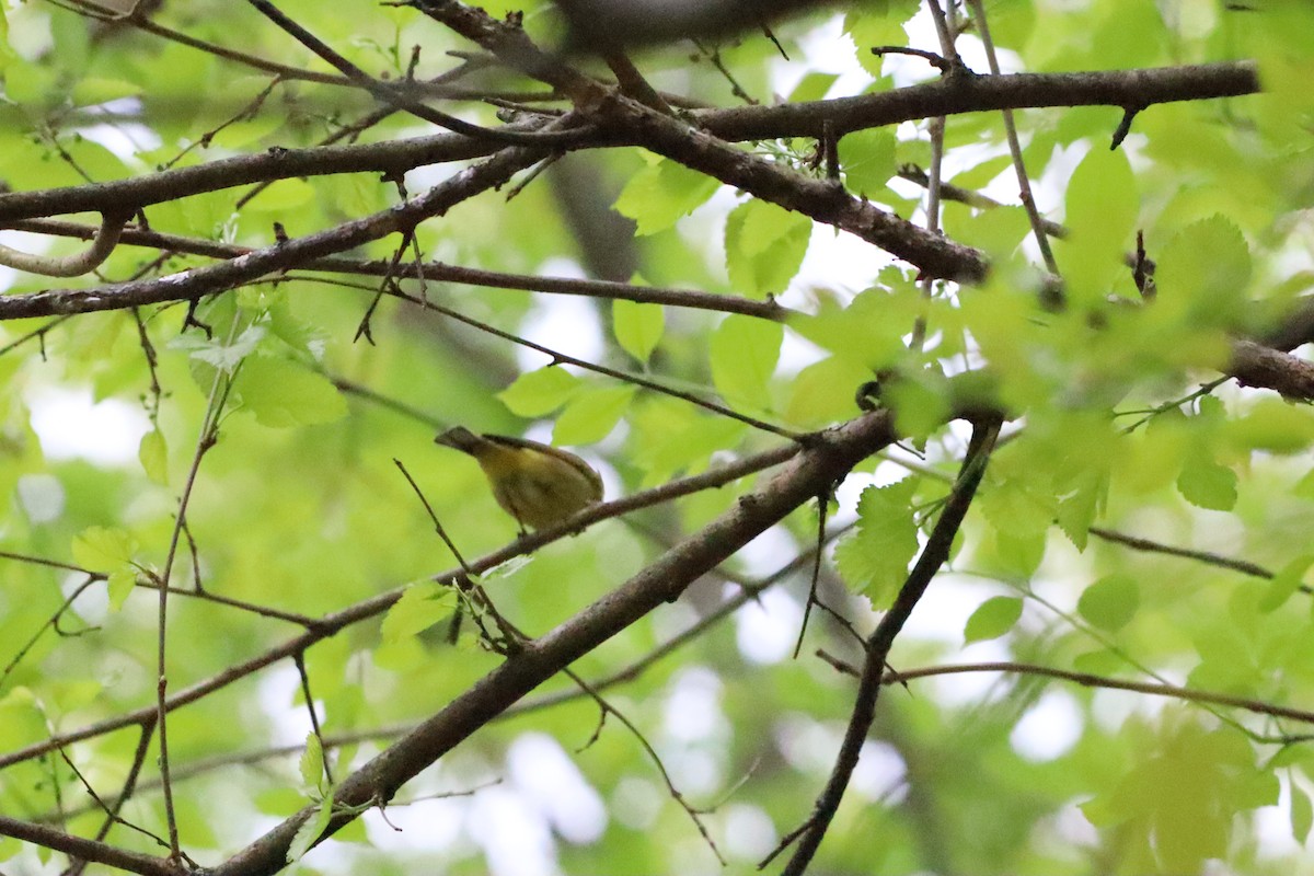Palm Warbler - ML328977571