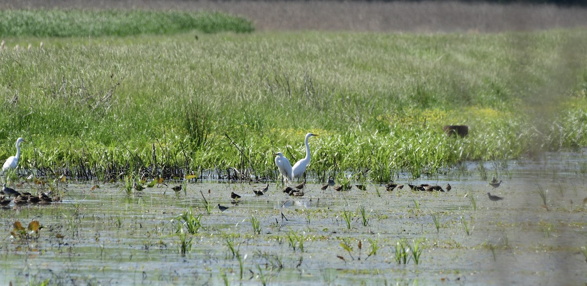 Short-billed/Long-billed Dowitcher - ML328978911